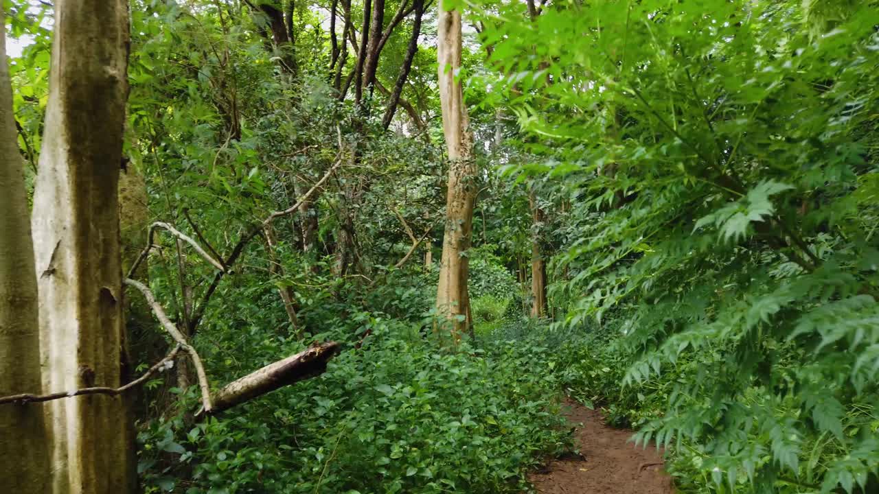 4k 하와이 카우아이 짐벌 샷이 하와이 숲을 통과하는 진흙탕 길에서 트럭을 탔습니다.