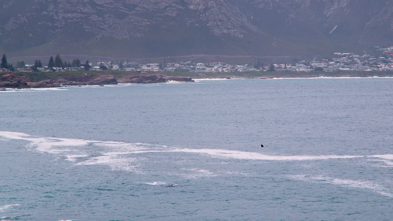Whale slapping fin at surface near Hermanus coastline, whale watching