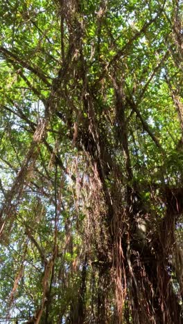 upward view of a sprawling banyan tree canopy