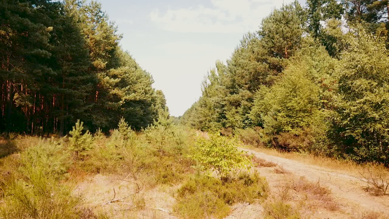 drone che vola a basso livello in una navata forestale