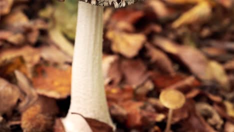 4k zoom towards drying mushroom from a macro perspective