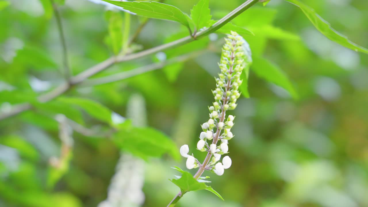 Macro handheld shot of white flowers blooming on a green plant in bright daylight