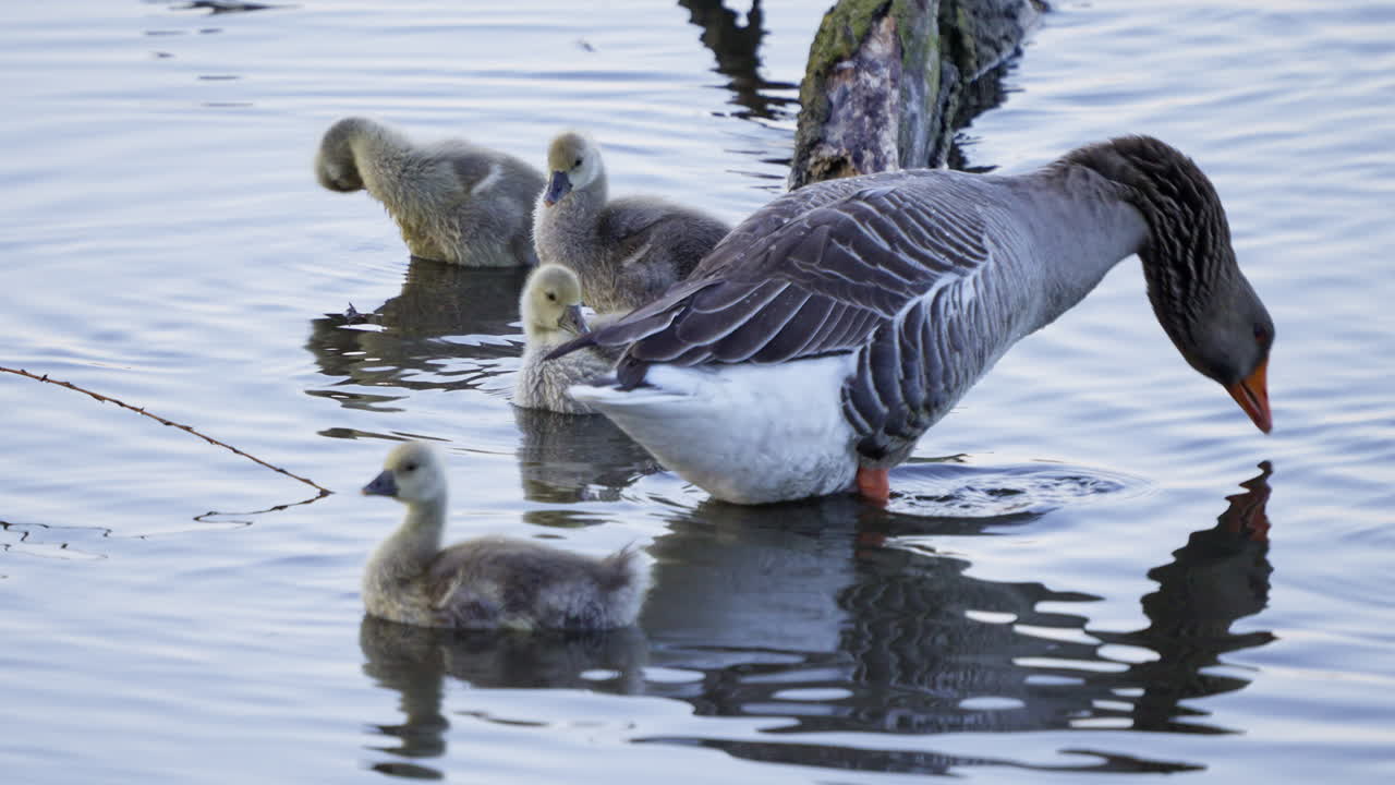 Adult geese lead a group of baby goslings across the calm pond waters.