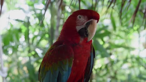 loro en una isla de filipinas