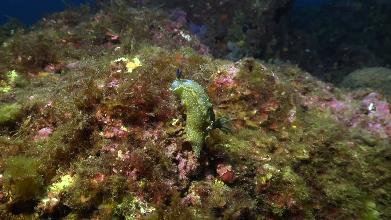 Picta Nudibranch on coral reef wide angle