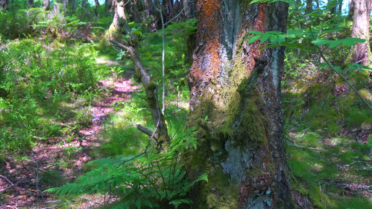 escena del bosque con tronco de árbol forestal y camino que conduce a través de los bosques
