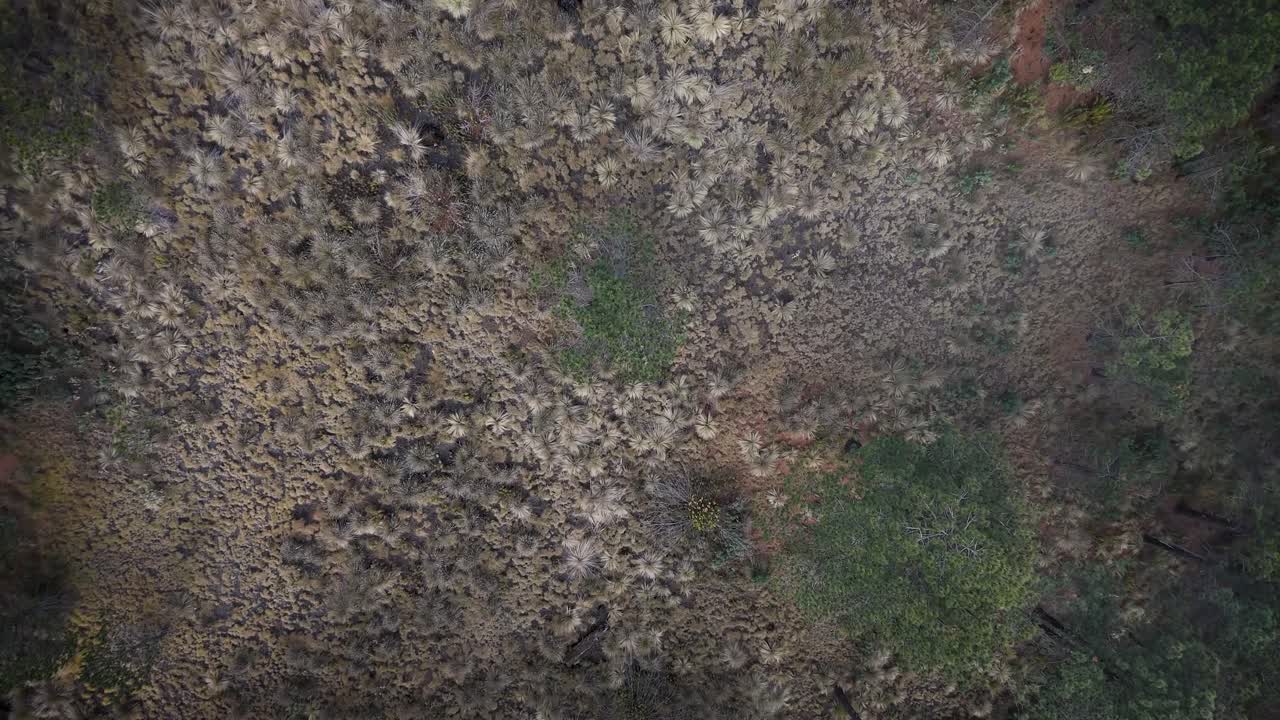 Top-down aerial shot descending from the clouds towards the treetops in the mountainous pass of Paso de Cortés, Mexico