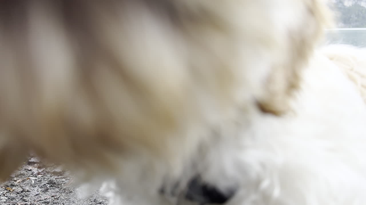 primer plano de un perro jugando frenéticamente con un palo en la orilla del lago