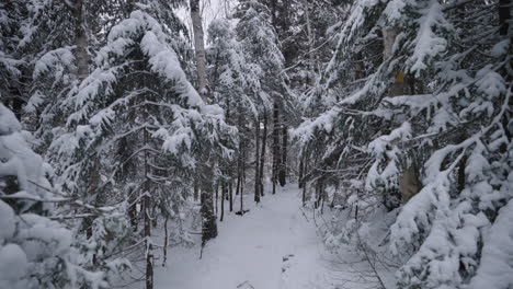 snowy pine trees in quiet forest - winter landscape - wide shot