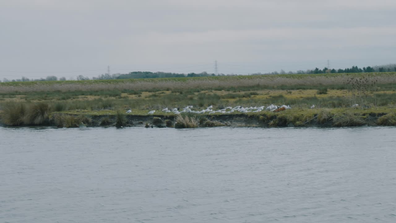toma de establecimiento de una bandada de gaviotas sentadas en la orilla de un lago en un día gris y triste de invierno en inglaterra, cámara en mano