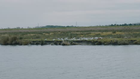 Establishing-shot-of-a-flock-of-gulls-sitting-on-the-shore-of-a-lake-on-a-gray-dreary-winter-day-in-England,-handheld