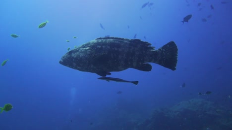 a big grouper is swimming in the blue very calm