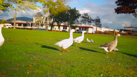 Grupo-De-Gansos-Camina-Alrededor-Del-Parque-Rotorua-Nueva-Zelanda