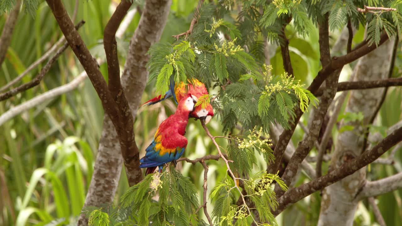 Vivid Scarlet Macaw Pair Allopreening High in the Canopy of Peru’s Rainforest a sign of bonding