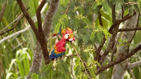Vivid Scarlet Macaw Pair Allopreening High in the Canopy of Peru’s Rainforest a sign of bonding