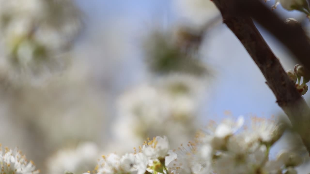 Beautiful clusters of white blossoms with a focus pull from far flowers to closer ones.  Shallow depth of field. bokeh