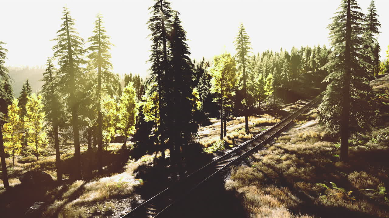 Sunlight filters through trees along a quiet railroad track in nature