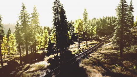 sunlight filters through trees along a quiet railroad track in nature