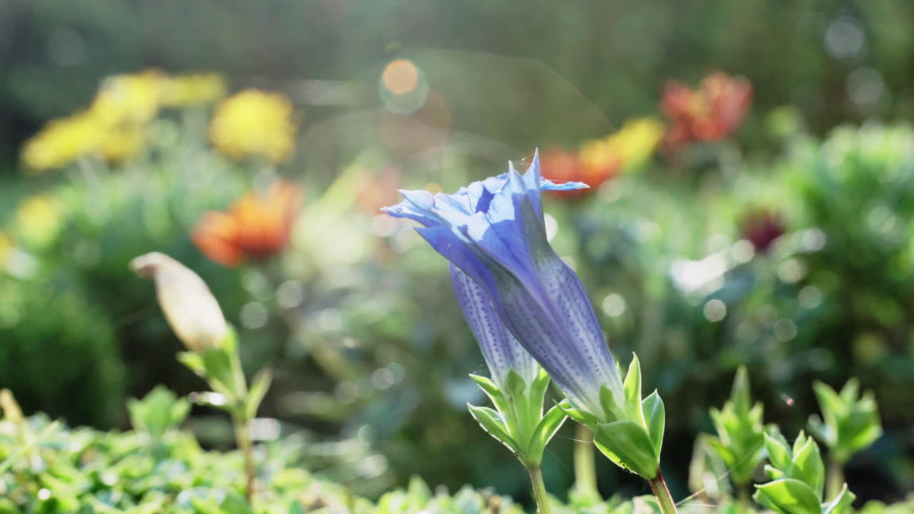 Beautiful blue gentian flower gently swaying in a sunlit garden. The shallow depth of field creates a lovely bokeh effect with other flowers