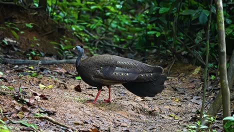 a female great argus pheasant in a tropical forest. close-up shot