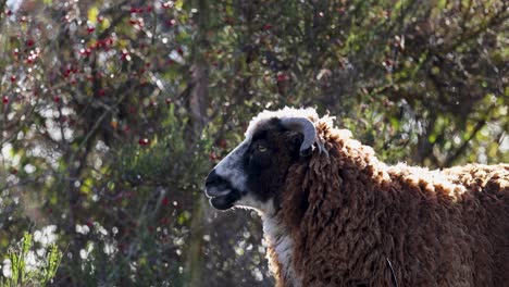 a woolly horned sheep stands amidst lush greenery in queenstown, new zealand. soft lighting highlights its textured coat