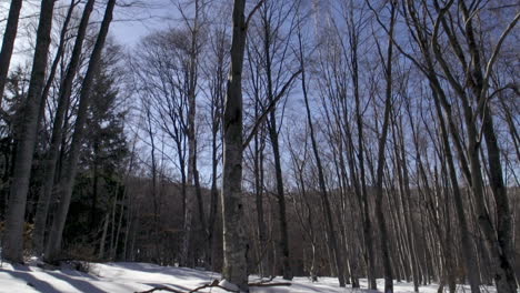 Aufnahmen-Eines-Wunderschönen,-Verschneiten-Pinienwaldes-In-Den-Bergen-Im-Winter