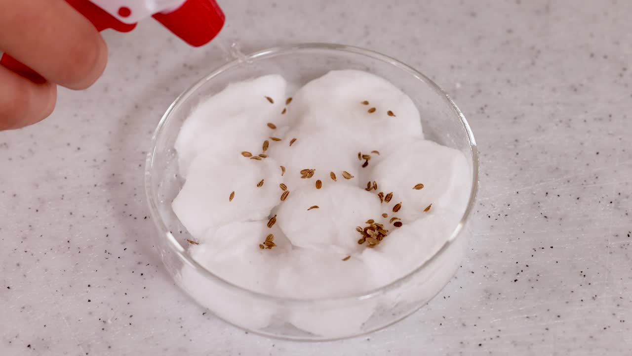 A scientist waters seeds in a petri dish with cotton wool using a spray bottle in a lab setting