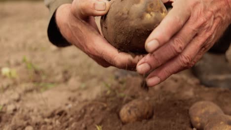 el granjero inspecciona su cosecha de patatas con las manos manchadas de tierra.