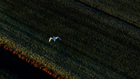 swam flying, top down aerial shot, beautiful cinematic, slow motion, flying over wetlands, green farmland, slow motion