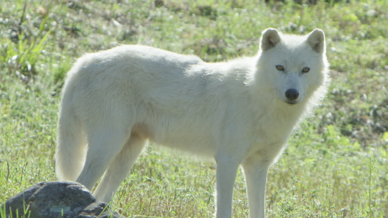 lobos en el bosque boreal canadiense