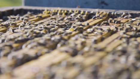 close up view bees on board of beehive