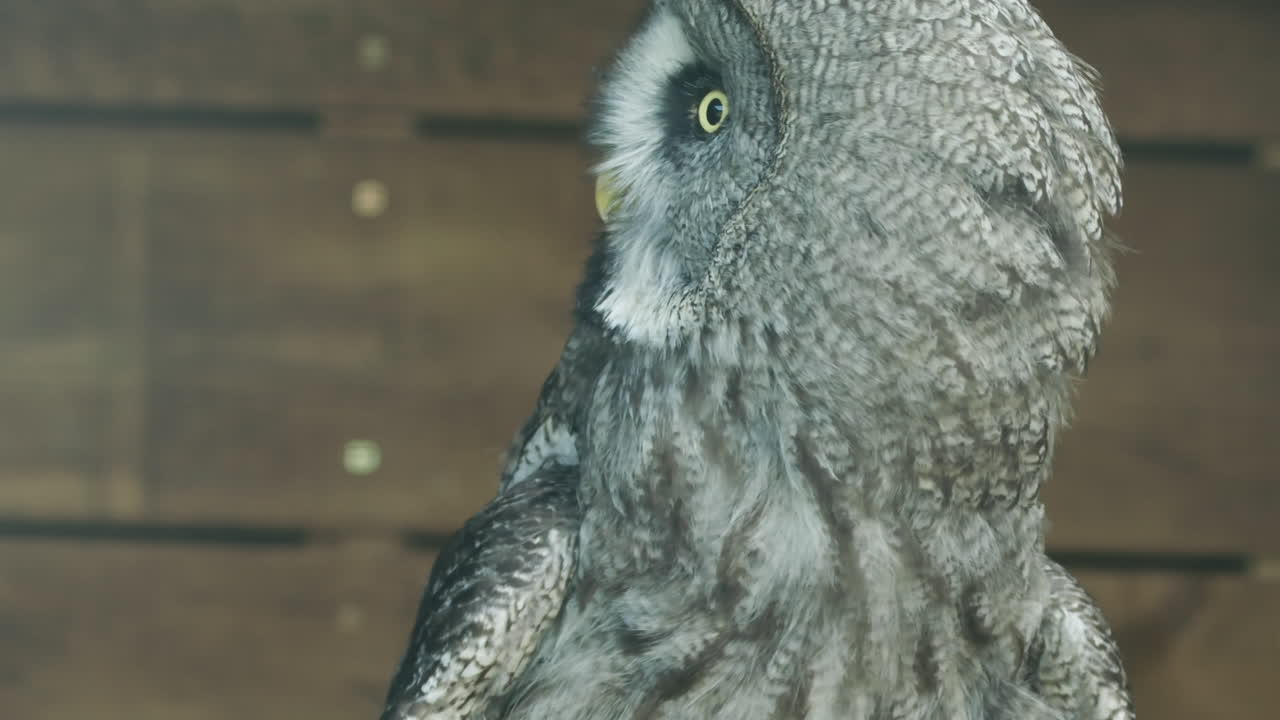포로 이륙 중인 큰 회색 올빼미의 극적인 샷을 클로즈업