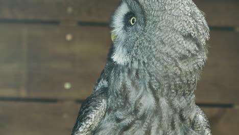 CLOSE-UP,-Dramatic-shot-of-a-Great-Grey-Owl-in-captivity-taking-off