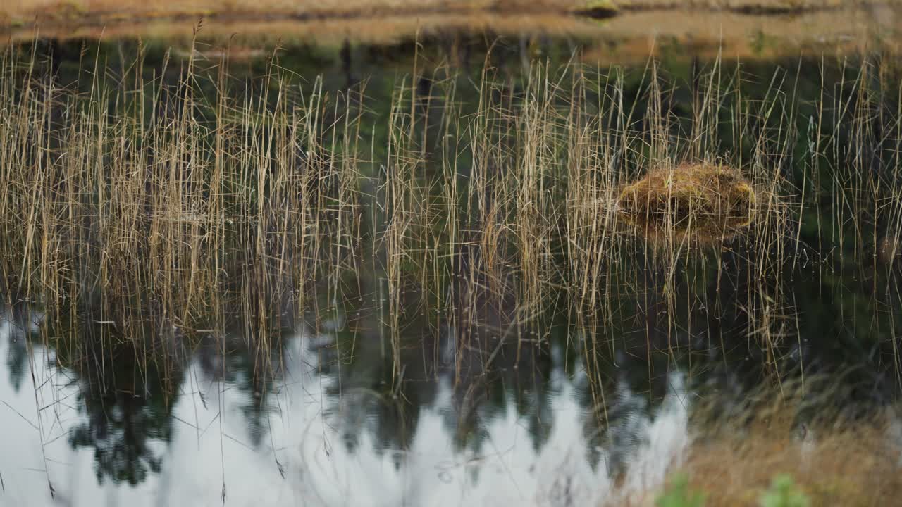 sumpige vådområder i det nordlige norge