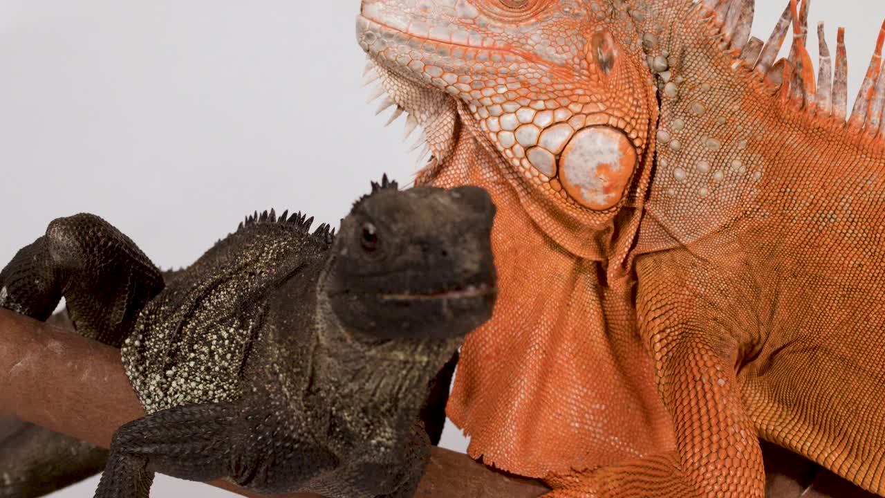 Primo piano in studio di un'iguana nera che mangia cibo da una pinzetta accanto a un'iguana rossa