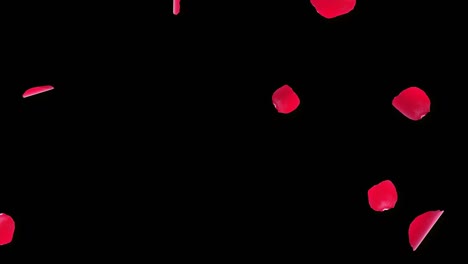 fondo de bucle de aniversario con la caída de pétalos de rosa roja animación de bucle en pantalla verde 3d.