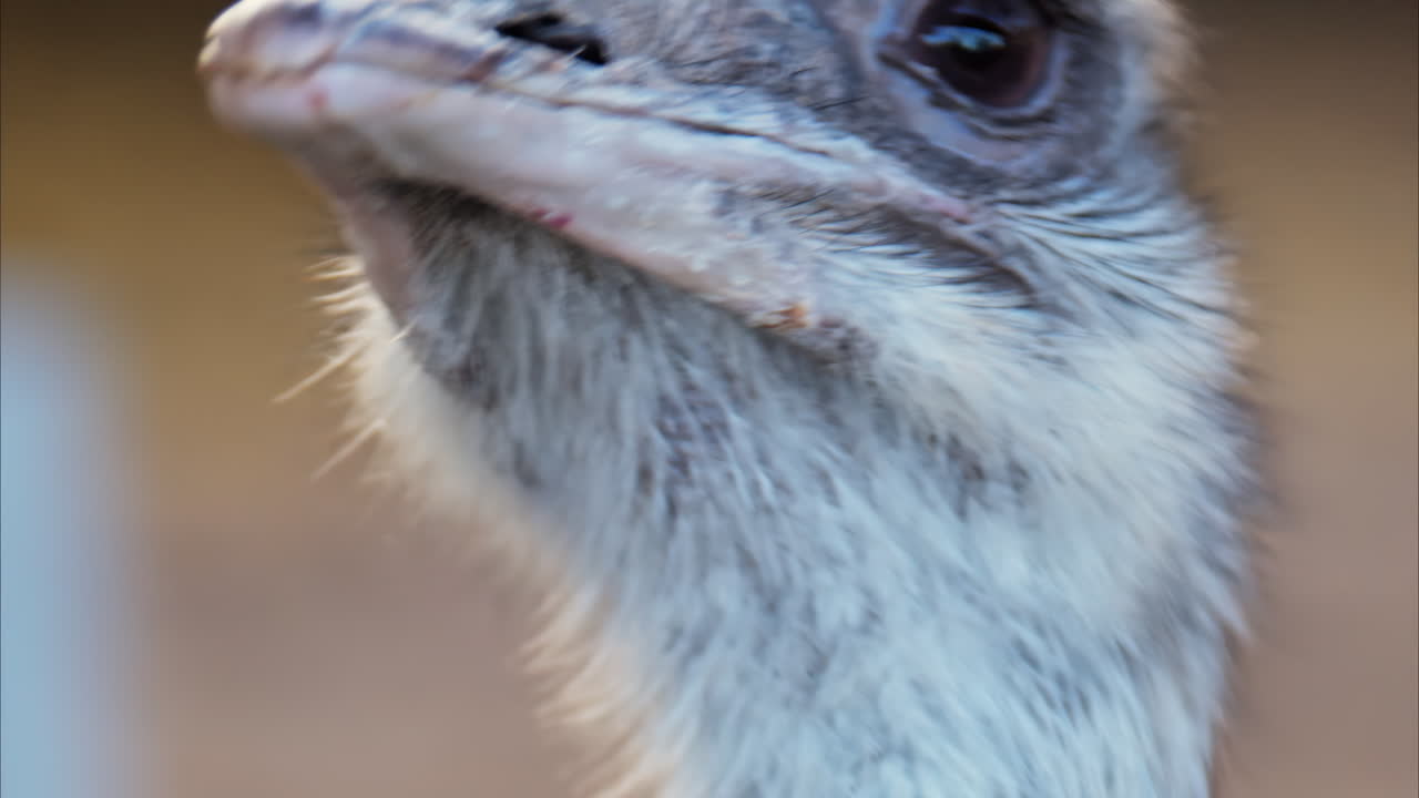 Close up of an ostrich's head on a blurred background