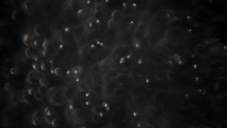 sperm cells swim through seminal fluid