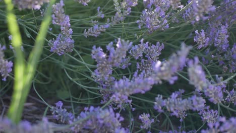 close up pan of a bumblebee in lavender flowers with a golden light haze