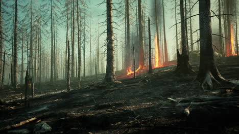 Rain-forest-fire-disaster-is-burning-caused-by-humans