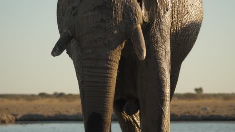 close up of wet large african elephant male standing in sunlight, tilt up, africa