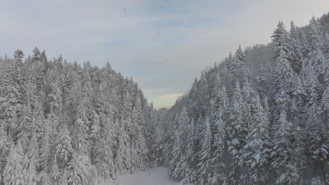 Thick-And-Icy-Forest-landscape-Near-Sutton-in-Quebec-In-Wintertime---aerial-shot