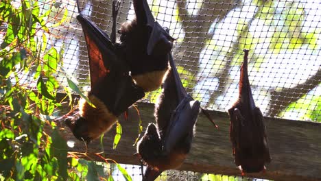 Native-Australian-bat,-little-red-flying-fox,-pteropus-scapulatus-roosting-and-hanging-upside-down-in-captivity-in-bright-daylight-in-an-enclosed-environment-in-wildlife-sanctuary,-close-up-shot