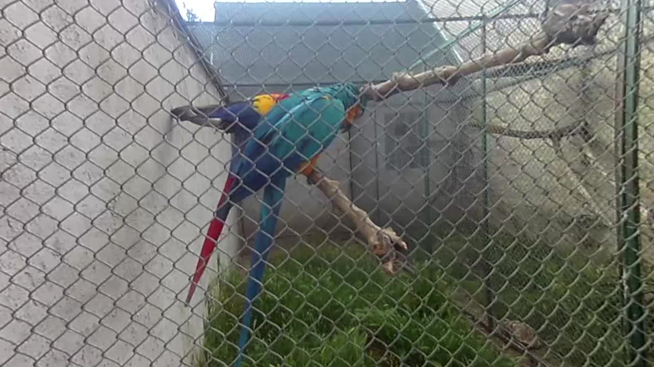 새장에 앵무새 한 쌍