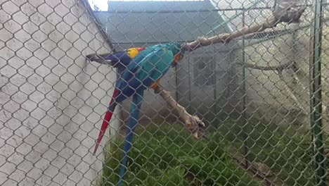 un par de loros en una jaula