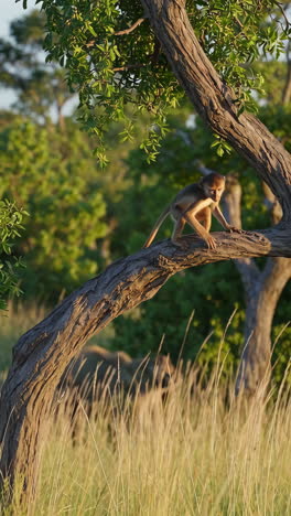 Baby Monkey in a Tree