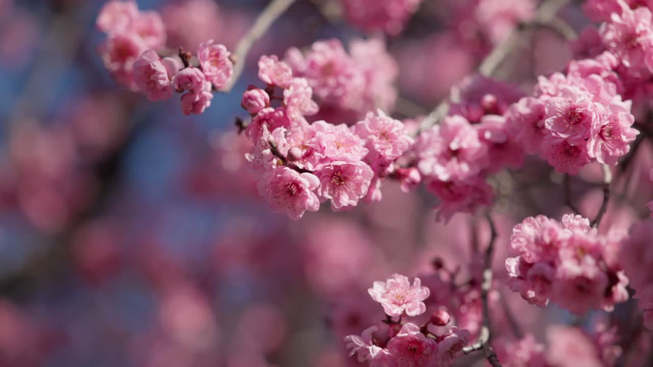 Delicate plum blossom flowers blowing gently in the wind, captured in cinematic slow motion