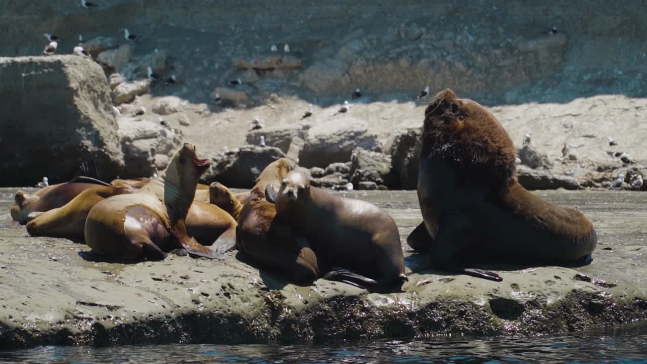 panorámica lenta que muestra a una familia de leones marinos gritando relajándose en la costa durante un clima hermoso