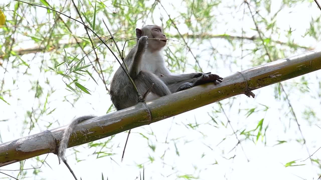 los macacos de cola larga son los monos más fáciles de encontrar en tailandia, ya que están presentes en complejos de templos, parques nacionales e incluso pueblos y ciudades