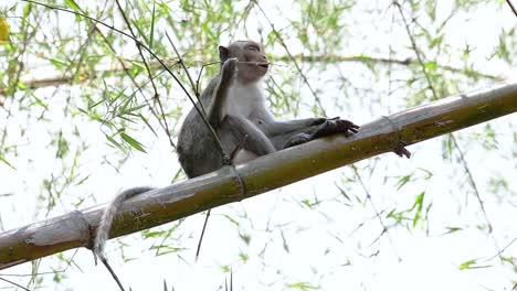 The-Long-tailed-Macaques-are-the-easiest-monkeys-to-find-in-Thailand-as-they-are-present-at-temple-complexes,-national-parks,-and-even-villages-and-cities